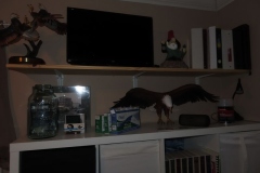 IMG_9600-Copy-2 IMG_9600-Copy-2